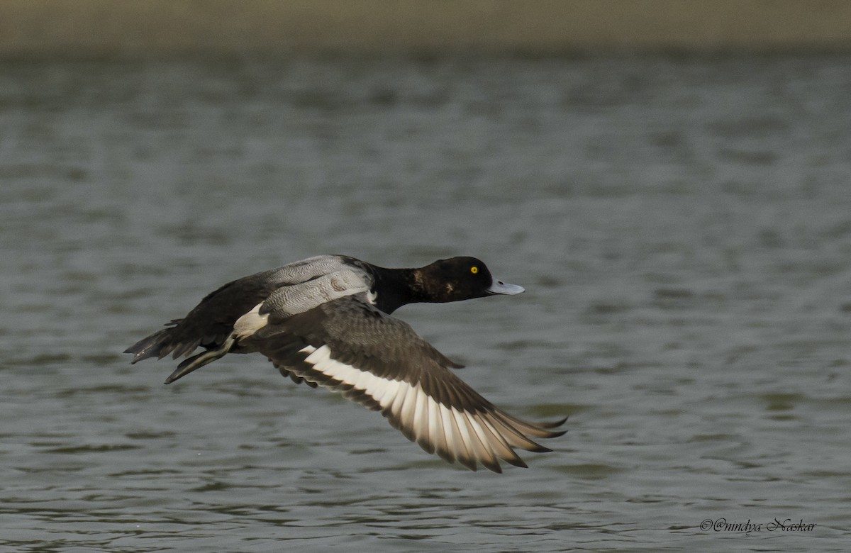 Greater Scaup - ML80651691