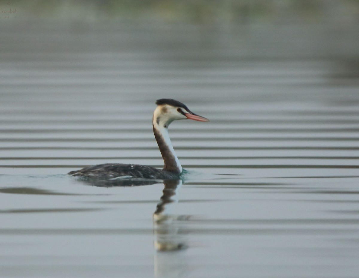 Great Crested Grebe - ML80651701