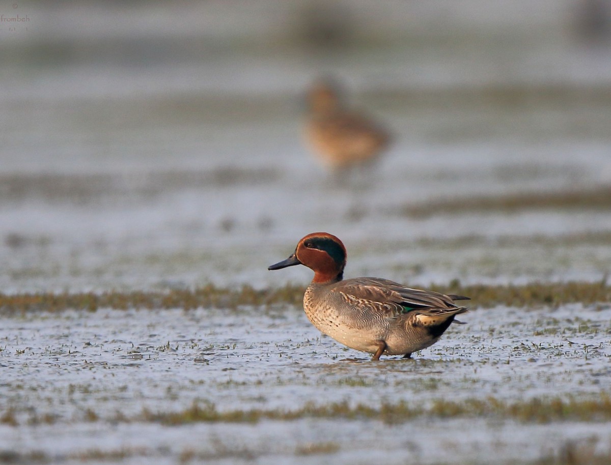 Green-winged Teal - ML80651751