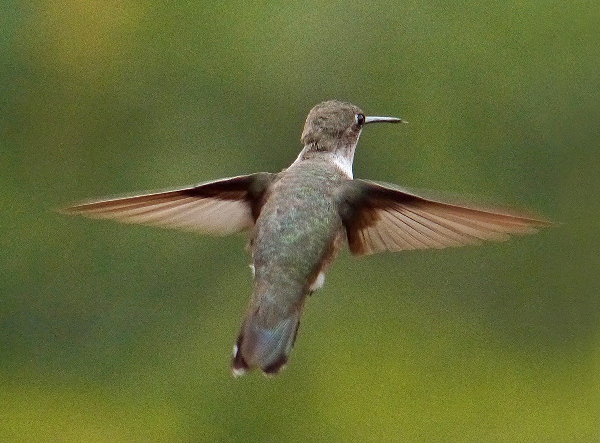 Ruby-throated Hummingbird - Krista Kaptein