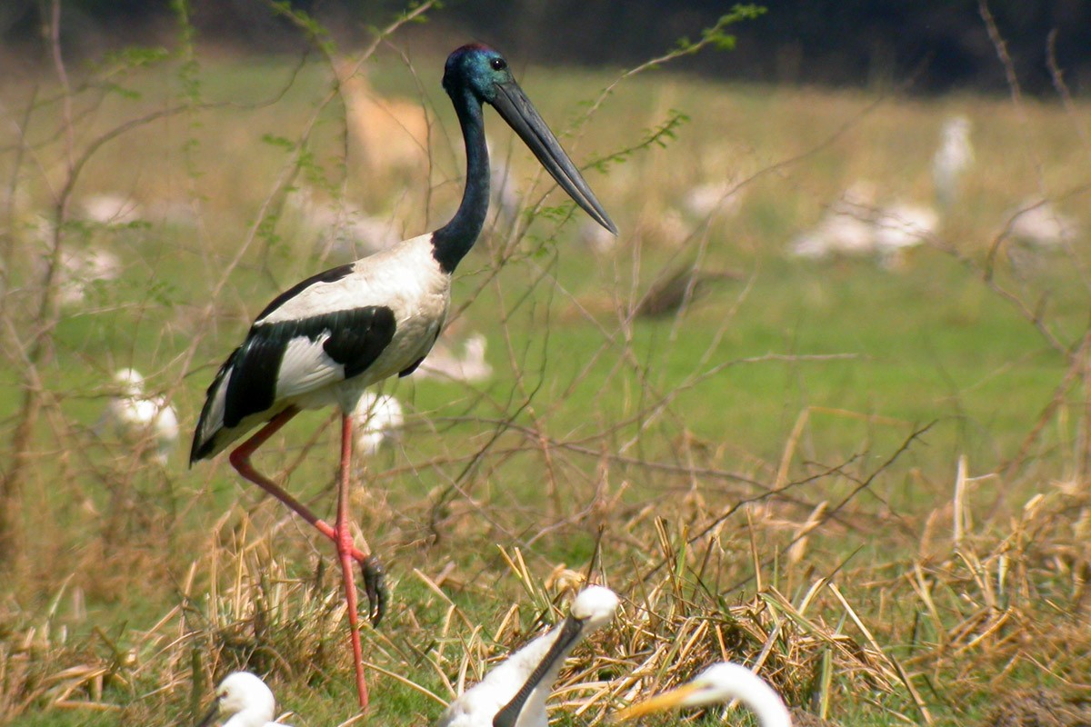 Black-necked Stork - Ayuwat Jearwattanakanok
