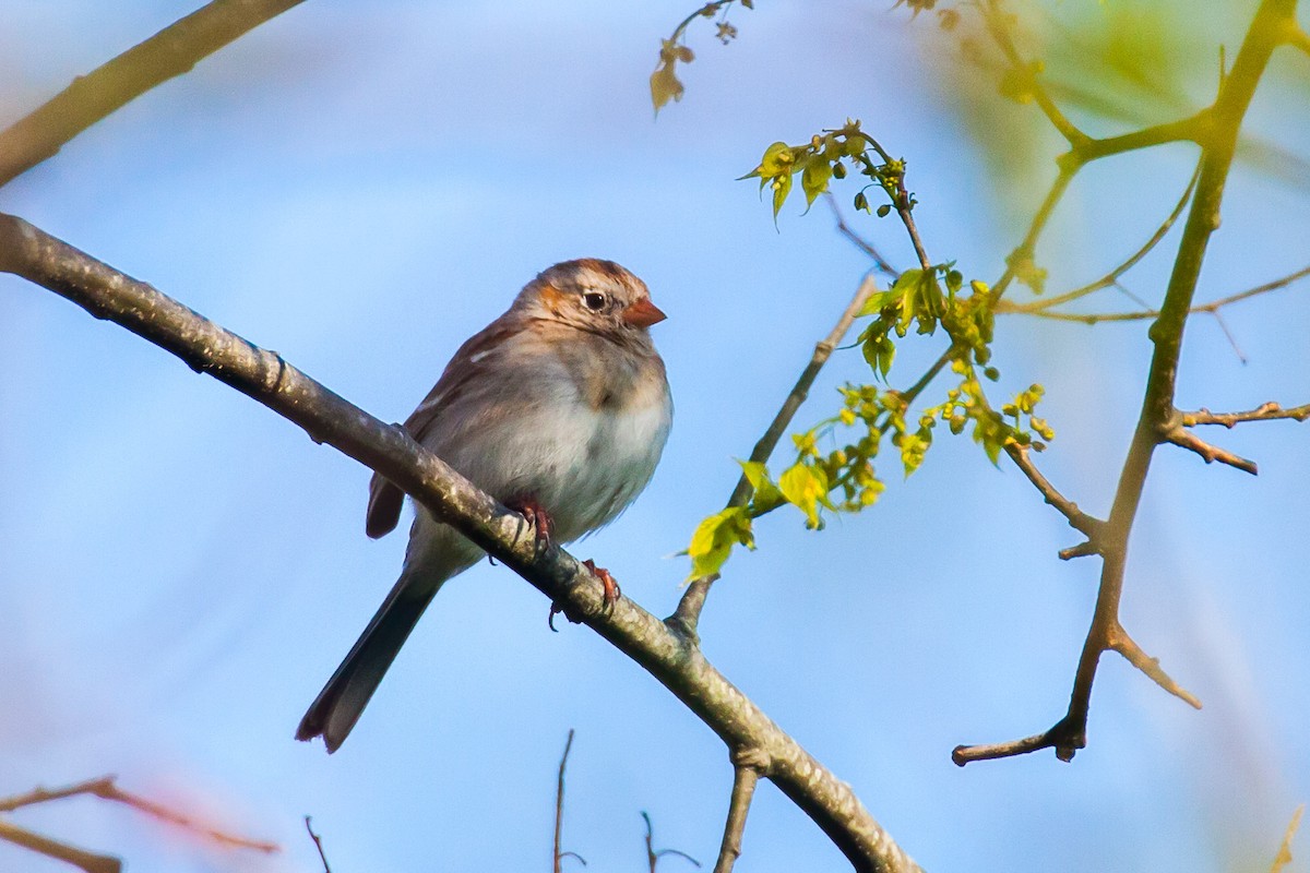 Field Sparrow - Jason Price