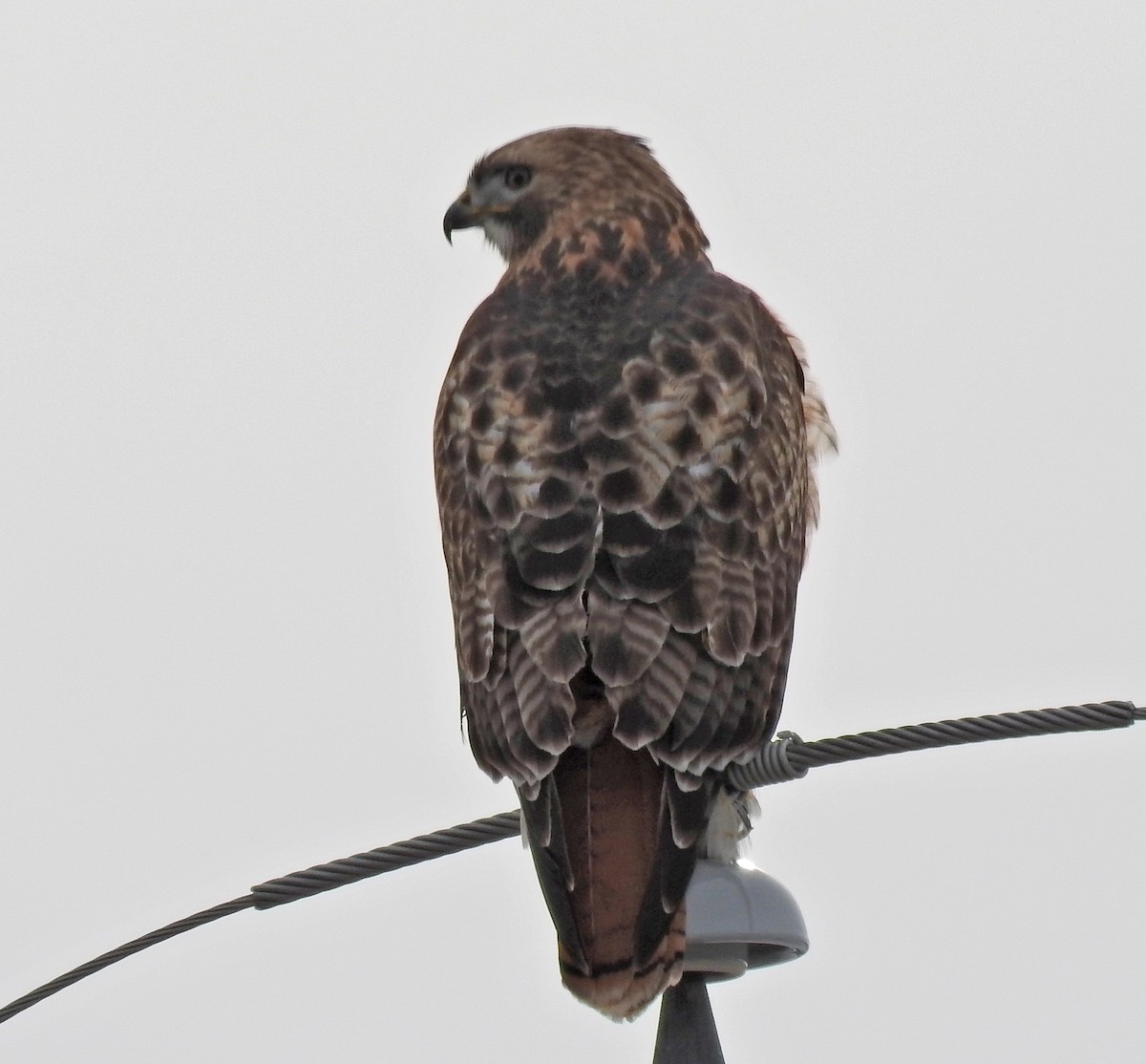 Red-tailed Hawk - ML80657161
