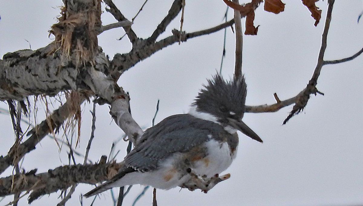 Belted Kingfisher - ML80657291