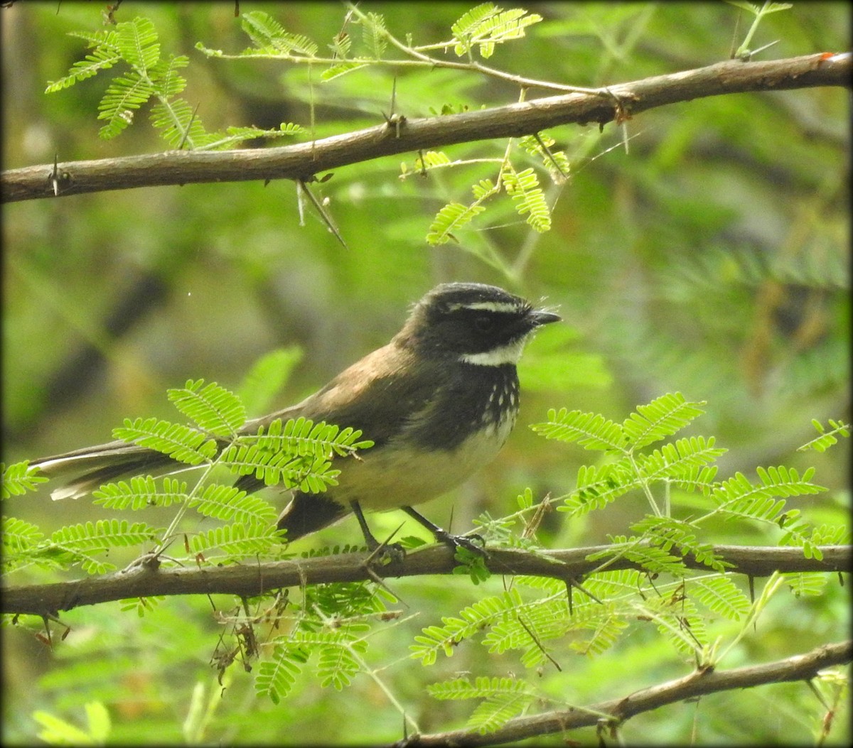 Spot-breasted Fantail - ML80660971