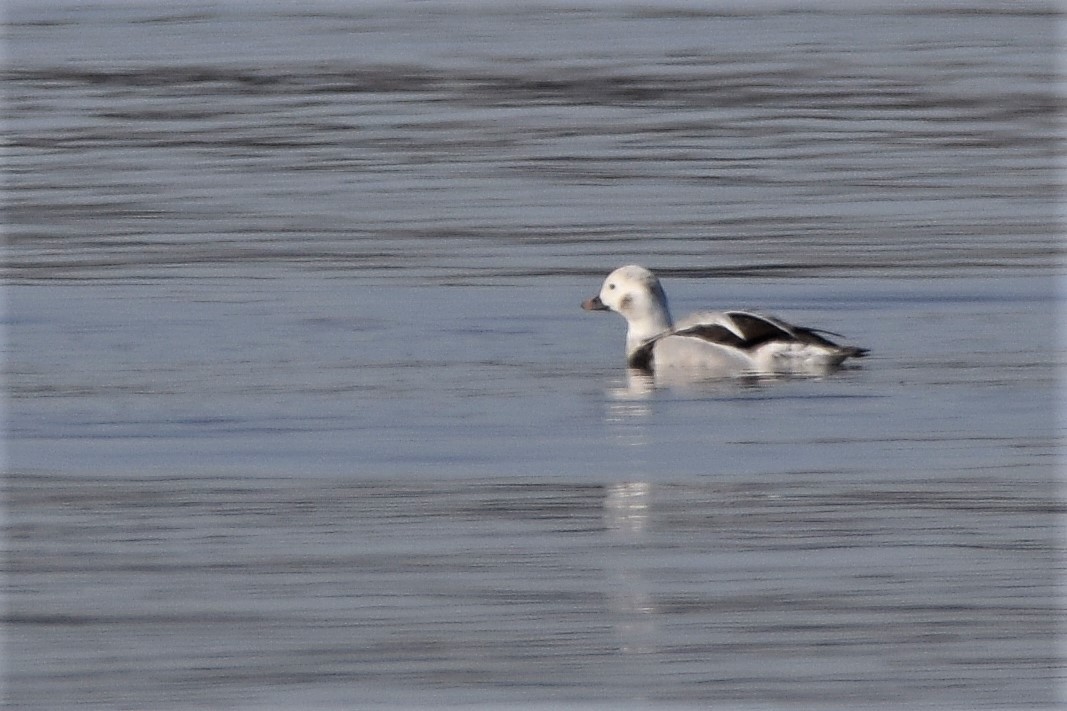 Long-tailed Duck - ML80661011