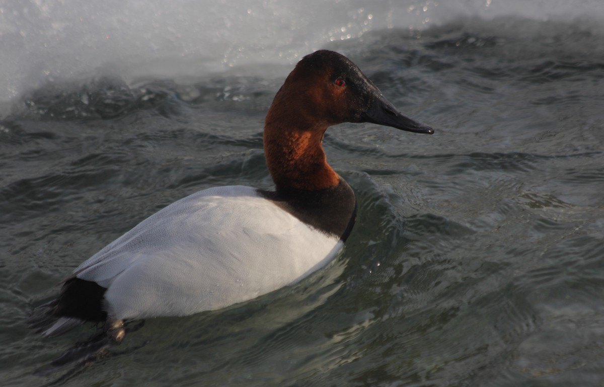 Canvasback - Anonymous eDipper