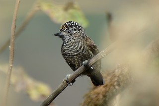  - Ecuadorian Piculet