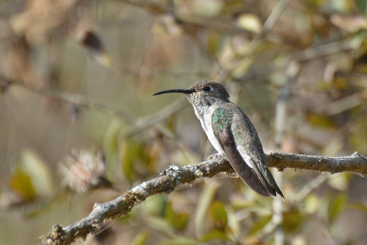 Spot-throated Hummingbird - Henry Cook