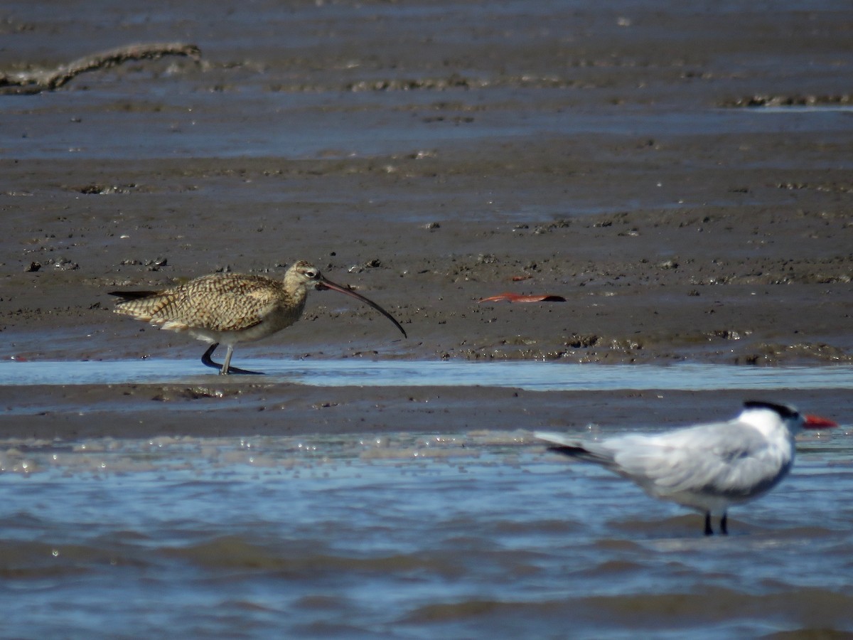 Long-billed Curlew - ML80662131