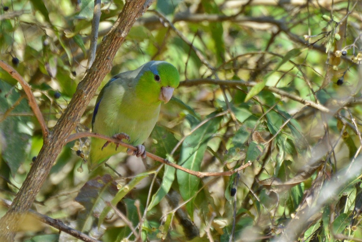 Pacific Parrotlet - Henry Cook