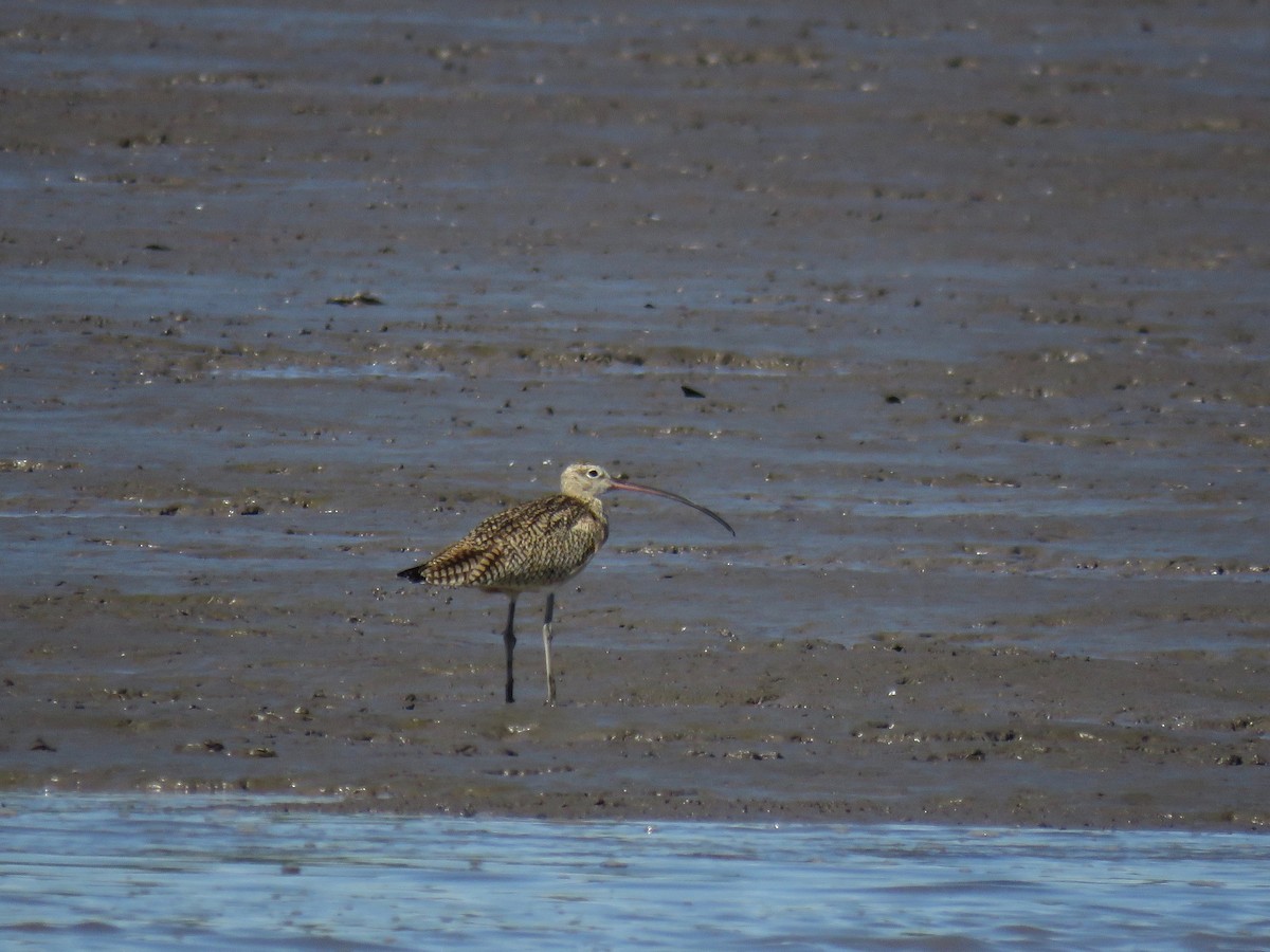Long-billed Curlew - ML80663041