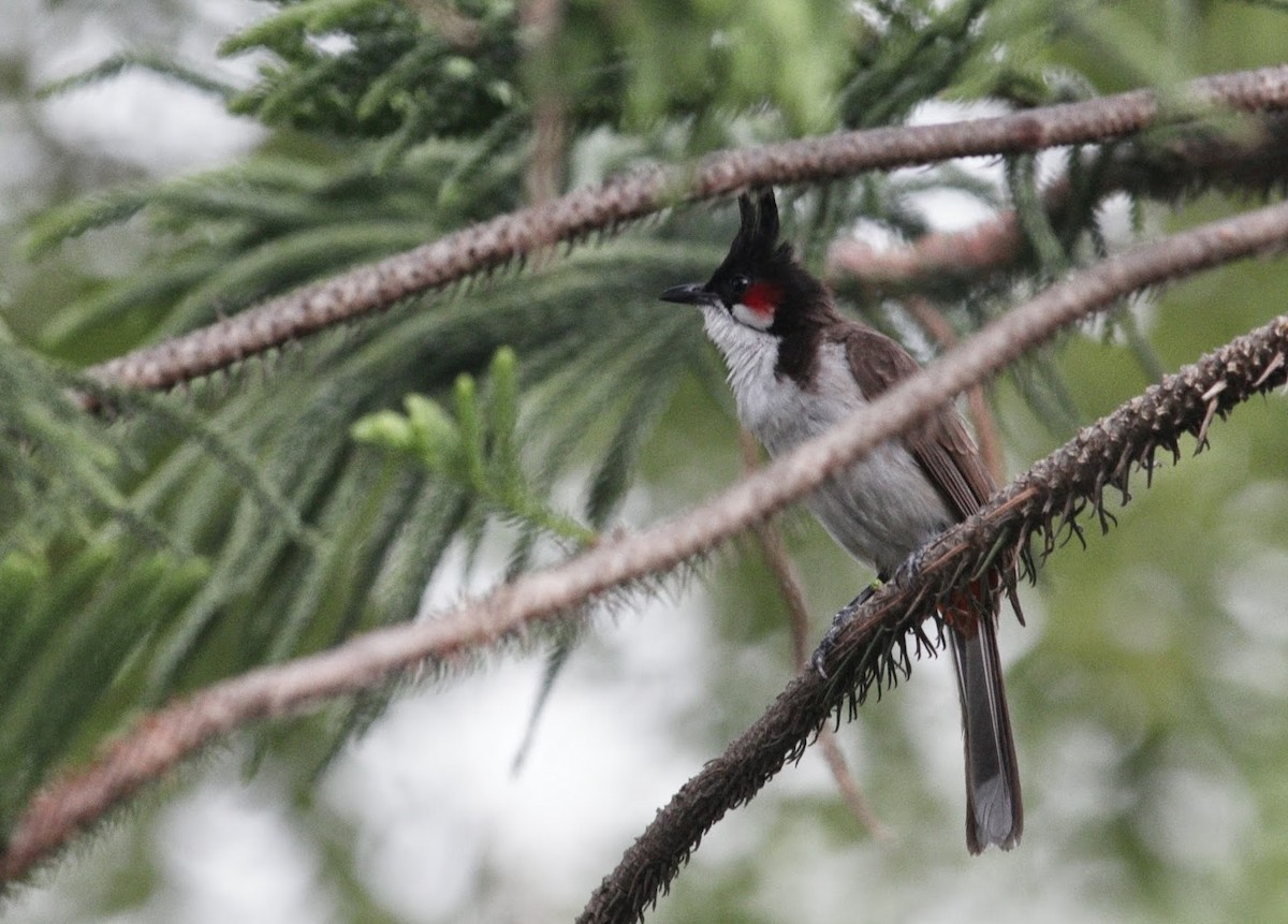 Red-whiskered Bulbul - Able Lawrence