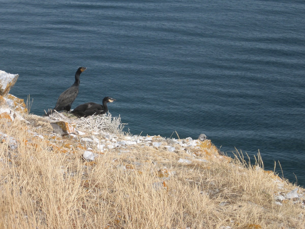Double-crested Cormorant - Yukon Bird Club Historical Data