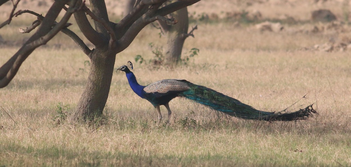 Indian Peafowl - Able Lawrence