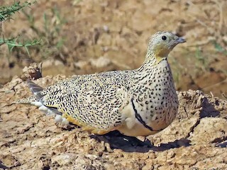 雌鳥 - Dorna Mojab - ML80665601