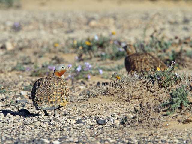 Male and female - Black-bellied Sandgrouse - 