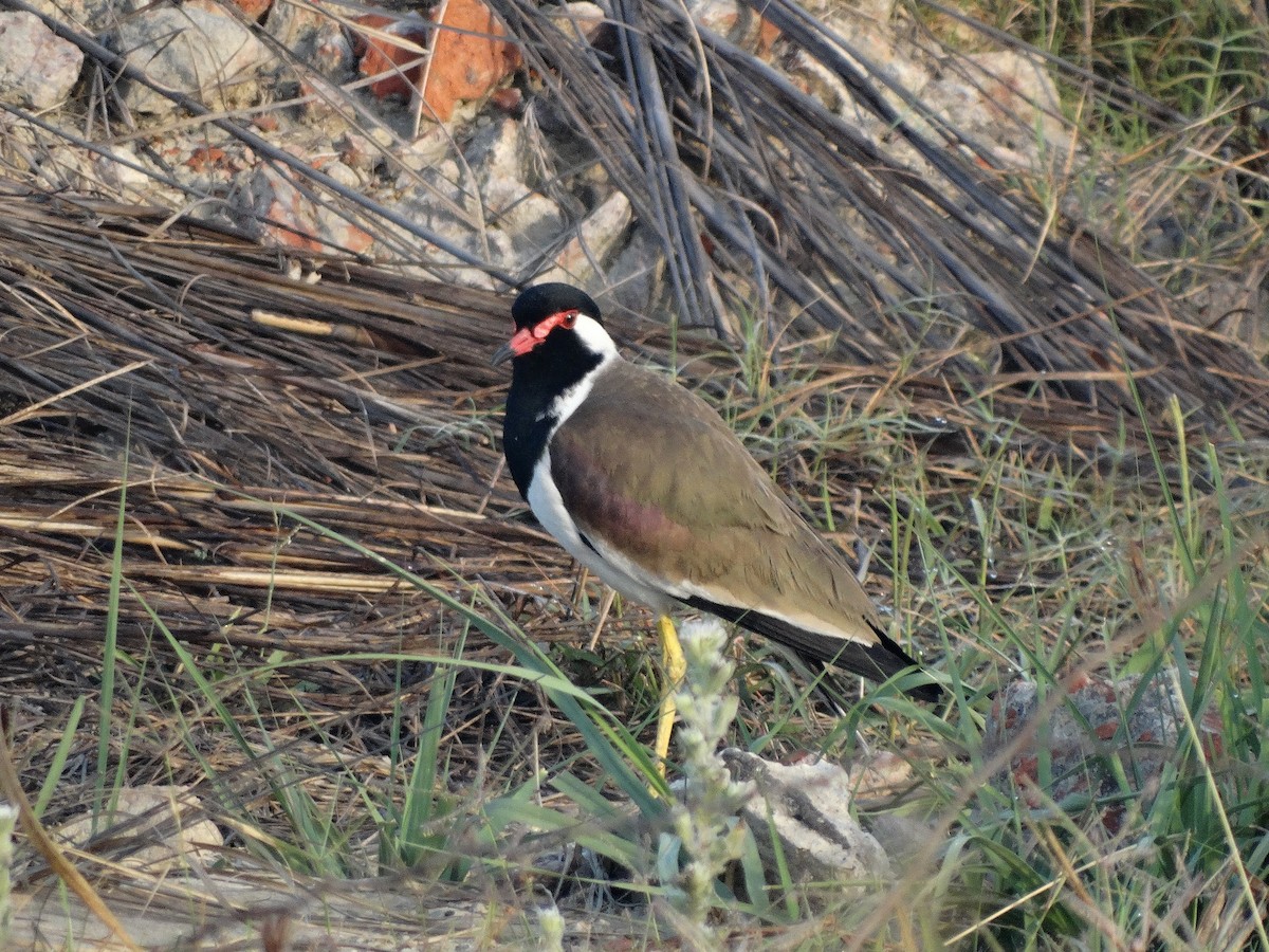 Red-wattled Lapwing - Able Lawrence
