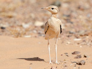  - Cream-colored Courser