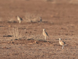  - Cream-colored Courser