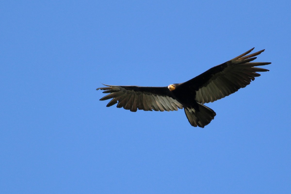 Greater Yellow-headed Vulture - Alex Wiebe