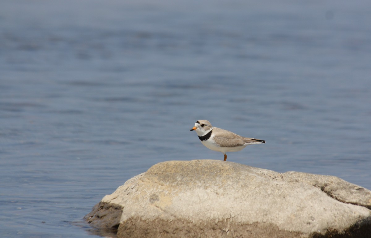 Piping Plover - Anonymous eDipper