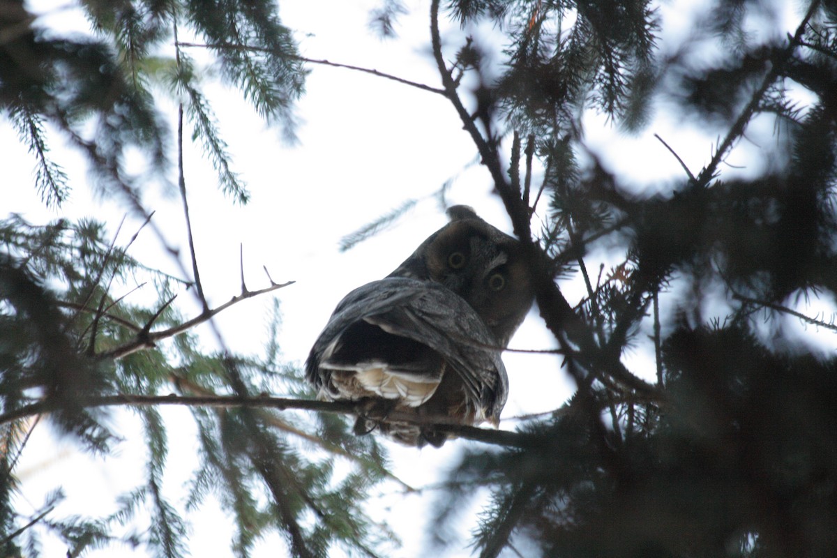 Long-eared Owl - ML80669301