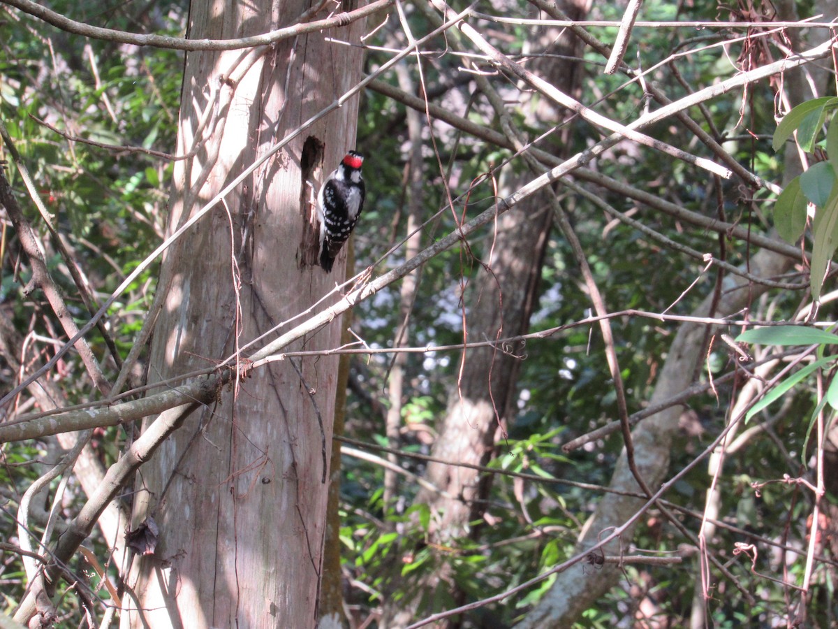 Downy Woodpecker - ML80669761