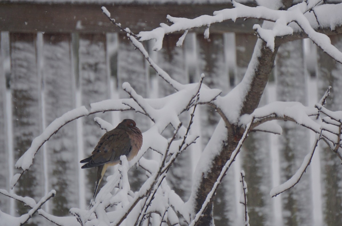 eBird Checklist 4 Jan 2018 Laurel Cove Drive, Virginia Beach, VA