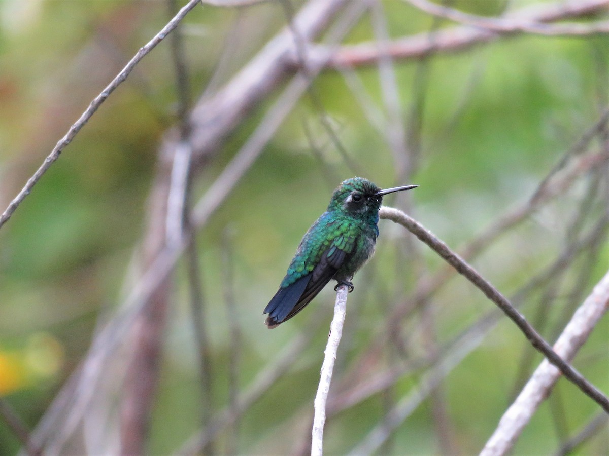 Blue-tailed Emerald - ML80670791