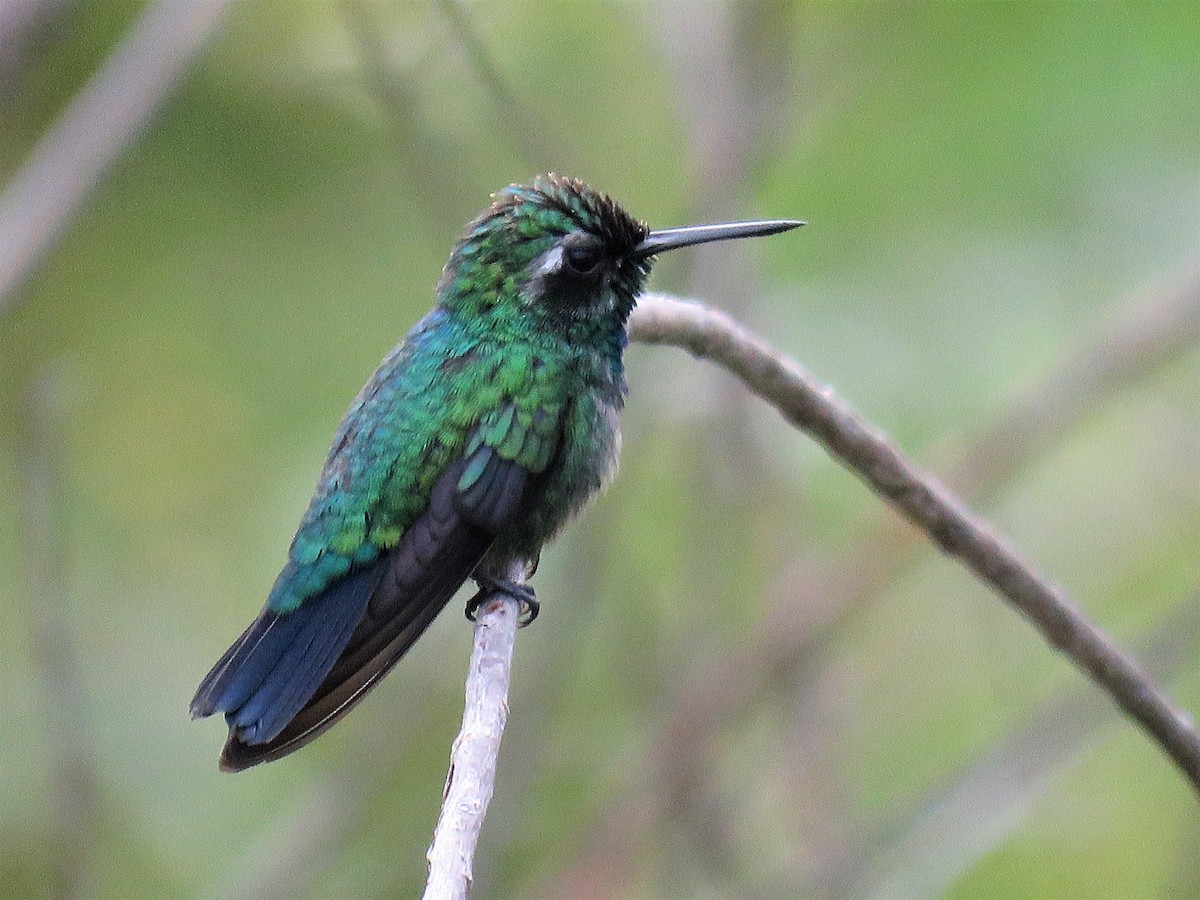 Blue-tailed Emerald - ML80670891