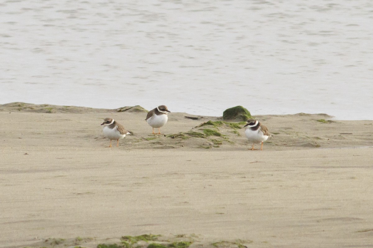 Common Ringed Plover - ML80670991