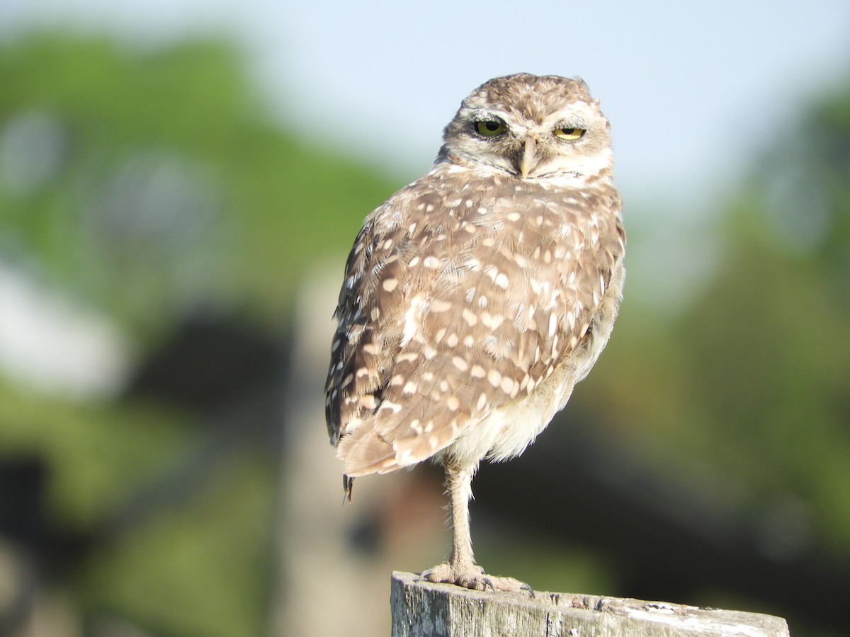 Burrowing Owl - Silvia Enggist