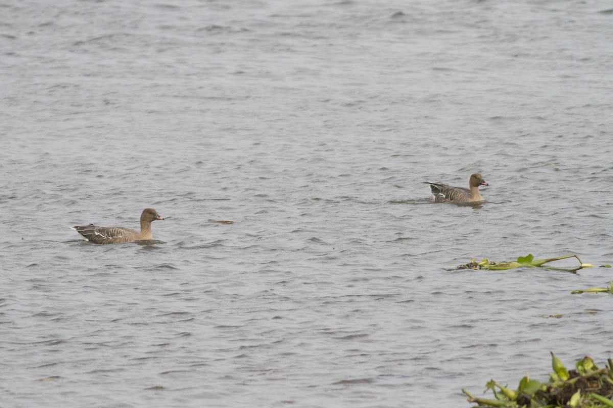 Pink-footed Goose - ML80671561