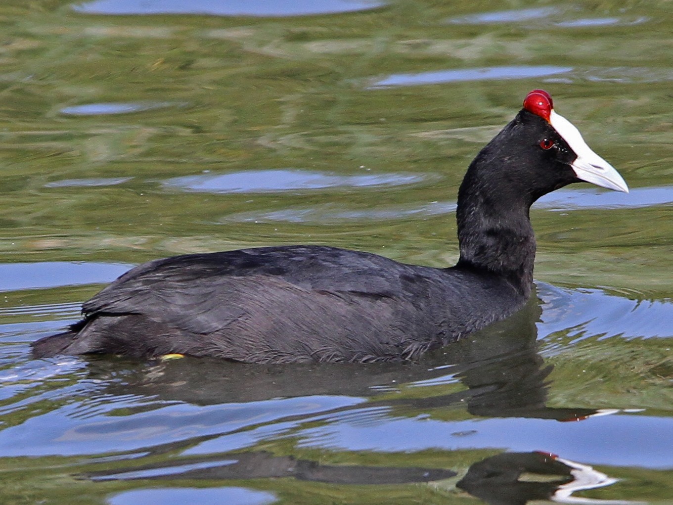Red-knobbed Coot - Christoph Moning