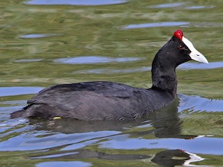  - Red-knobbed Coot