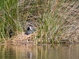  - Red-knobbed Coot