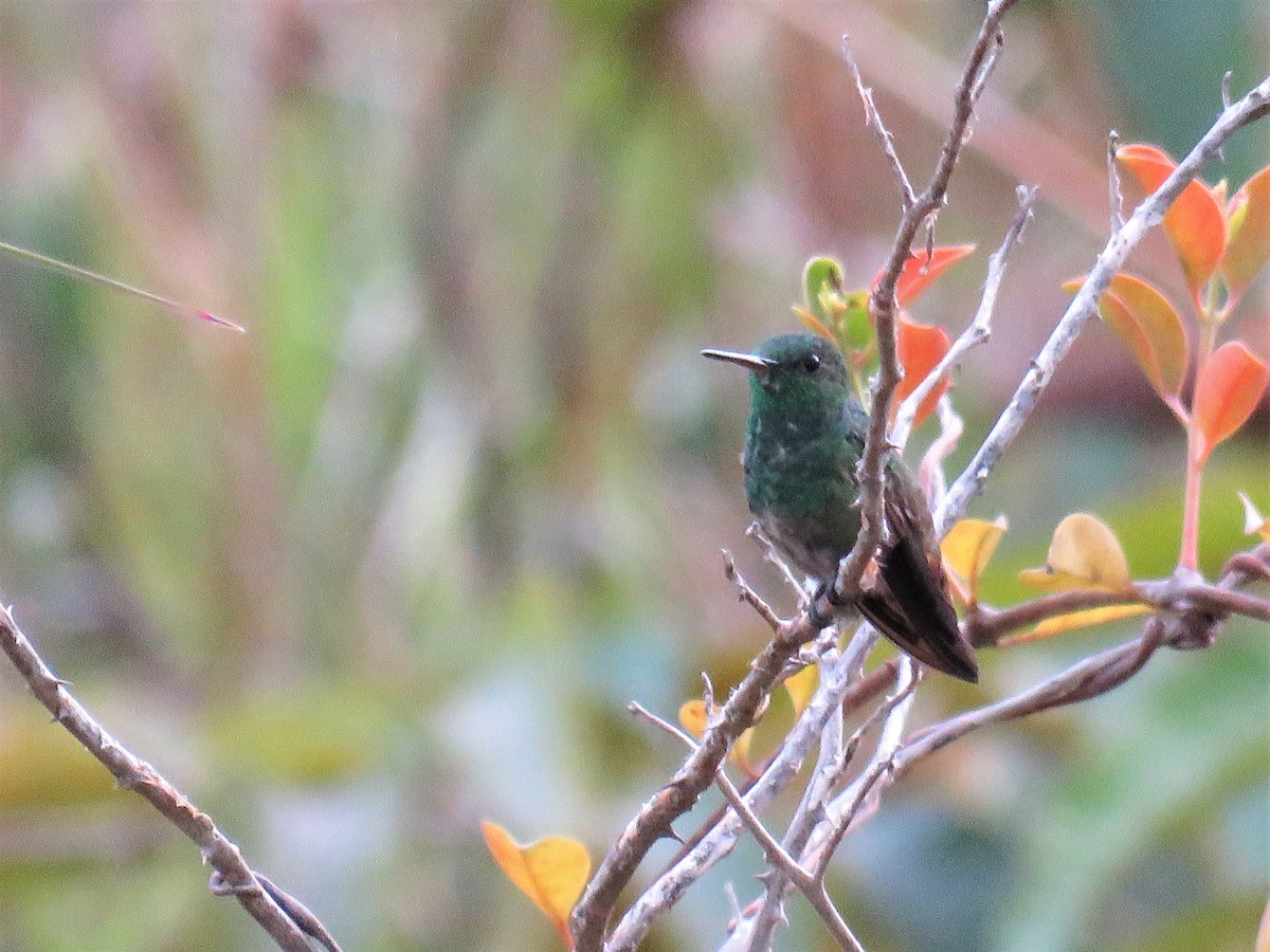 Copper-tailed Hummingbird - ML80671911