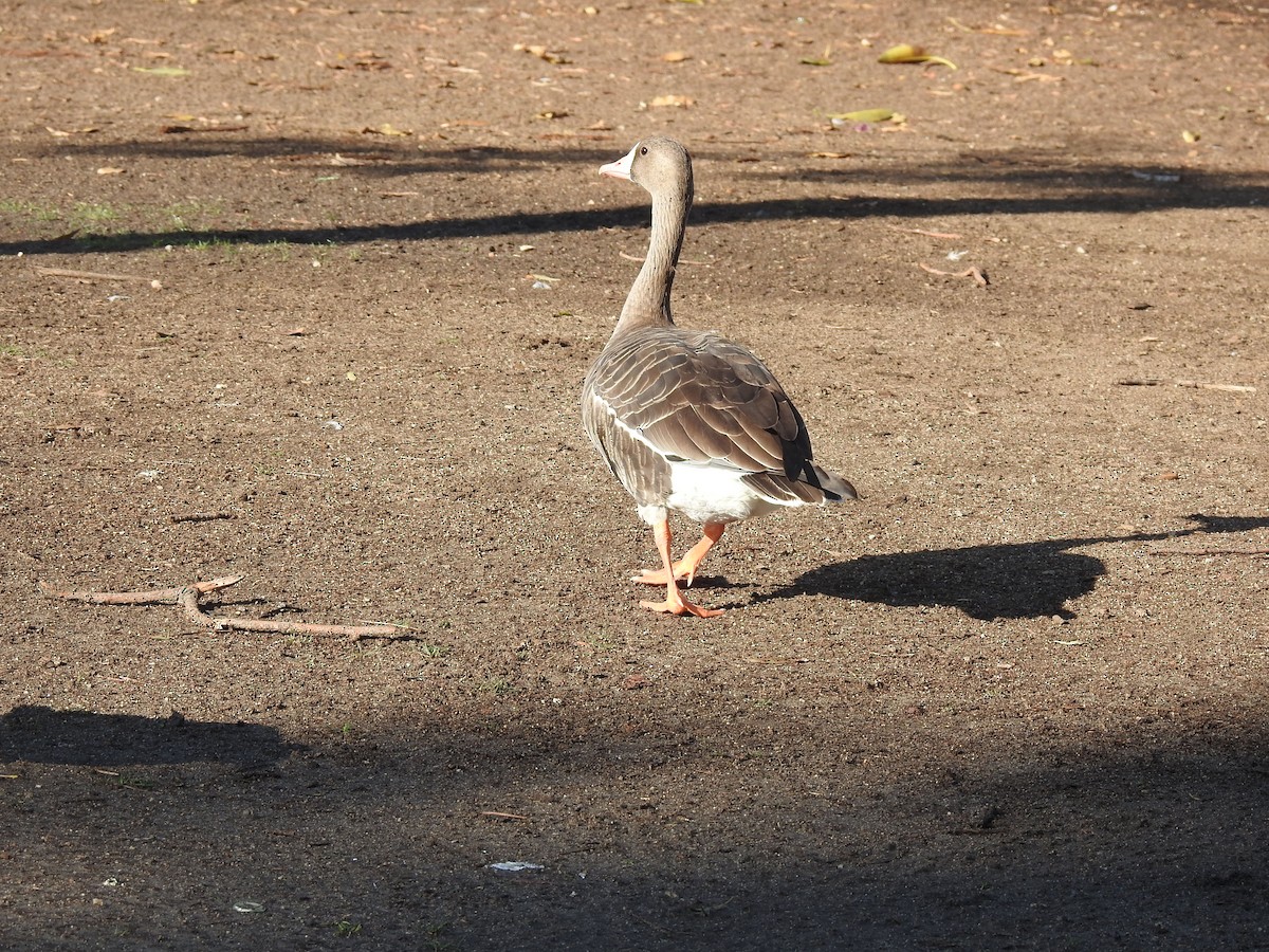 Greater White-fronted Goose - ML80672111
