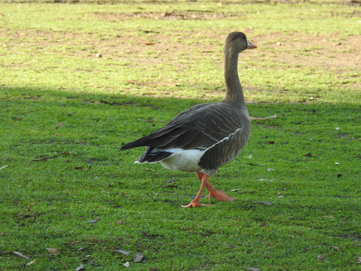Greater White-fronted Goose - ML80672121