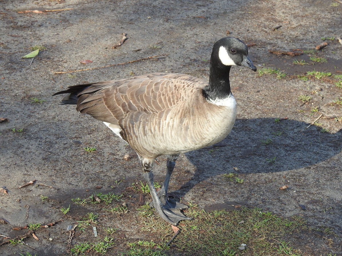 Cackling Goose (Aleutian) - ML80672151