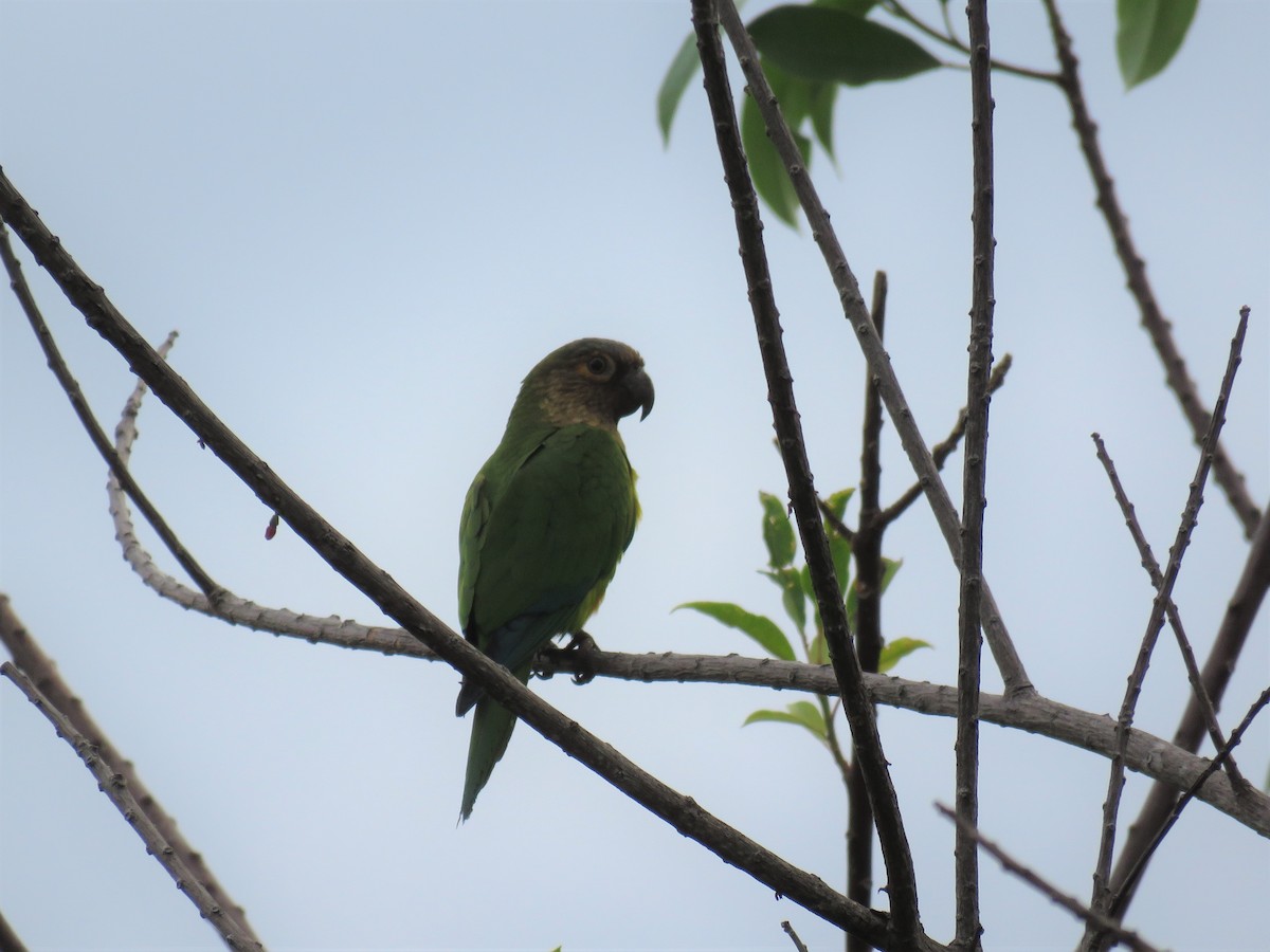 Brown-throated Parakeet - ML80672411