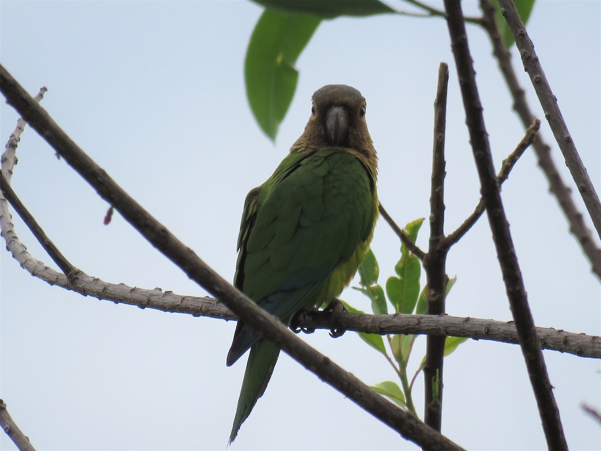 Brown-throated Parakeet - ML80672441