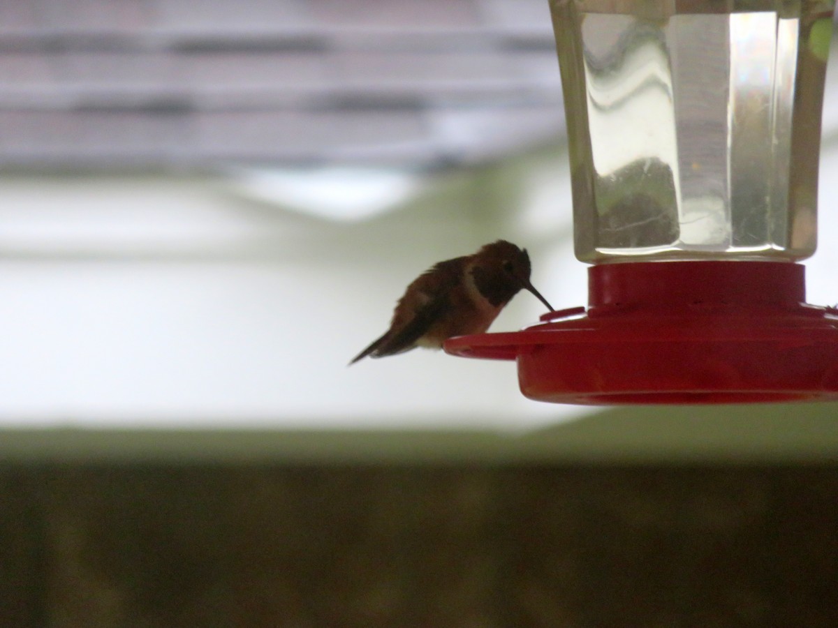 Rufous Hummingbird - ML80672871
