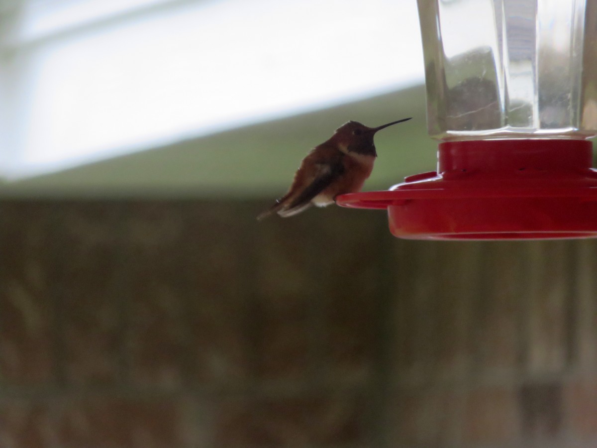 Rufous Hummingbird - ML80672891