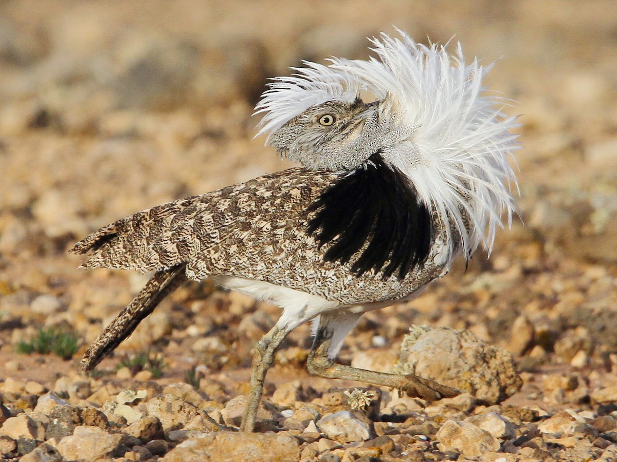 フサエリショウノガン - eBird