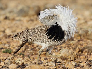  - Houbara Bustard (Canary Is.)