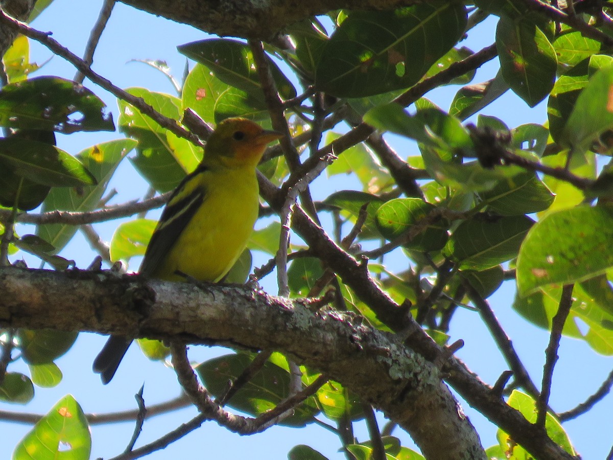 Western Tanager - ML80673701