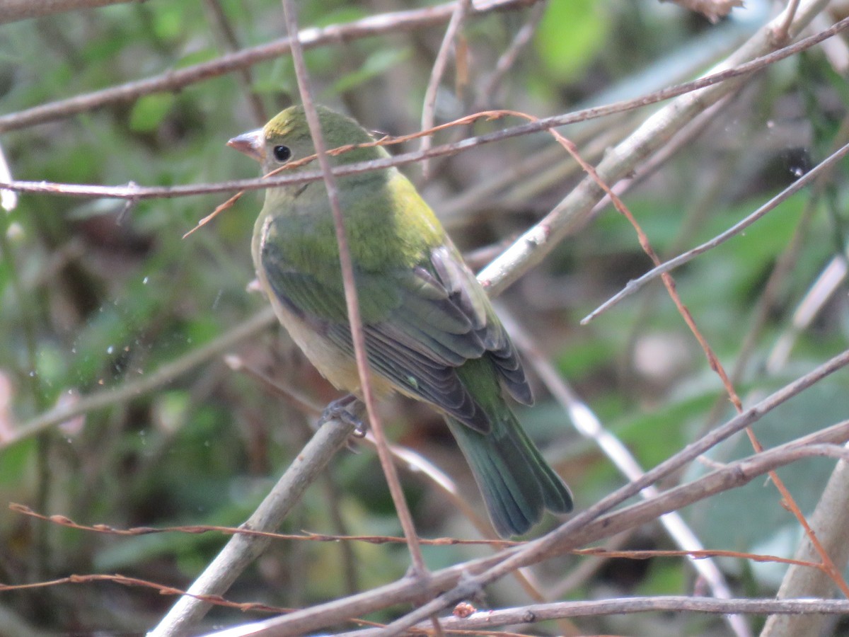 Painted Bunting - ML80673921