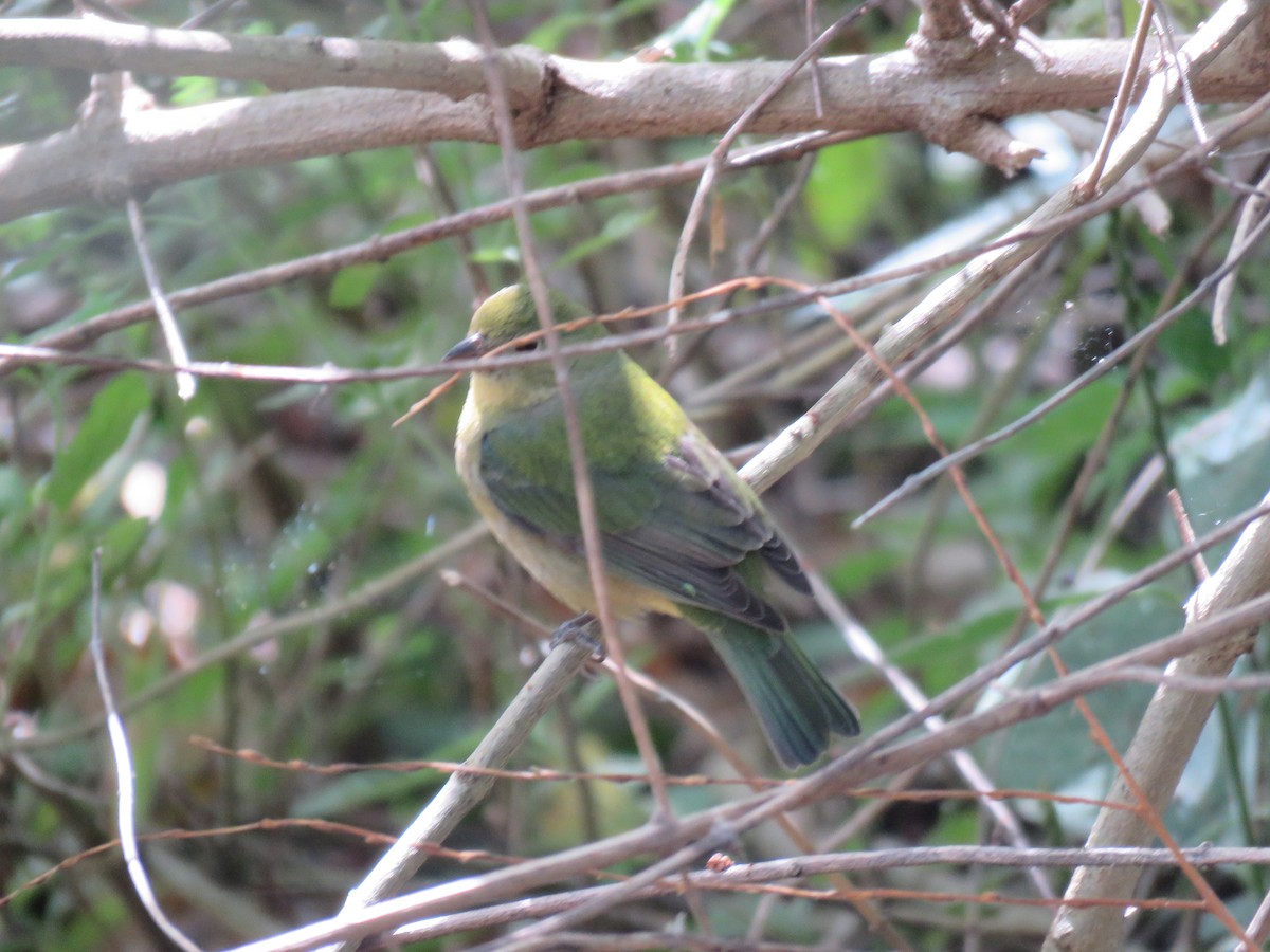 Painted Bunting - ML80673951